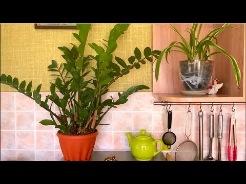 Видео: Кухонный влог. Супер гречаники с начинкой, сырники, салат.