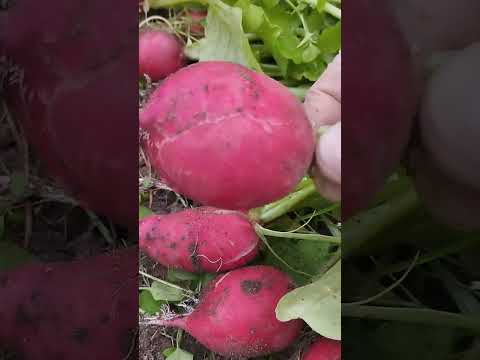 Видео: Убираю редис и шпинат, и гоняю кроля