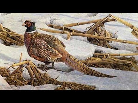 Видео: Охота на фазана на КУКУРУЗНОМ поле 2023#Амурскаяобласть#с мр-155 стрела.