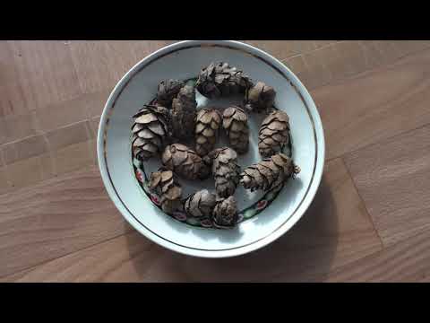 Видео: Сею лиственницу семенами на рассаду