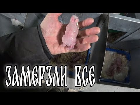 Видео: ПОЧЕМУ НЕ ИСПОЛЬЗУЮ ИСКУССТВЕННОЕ ОСЕМЕНЕНИЕ