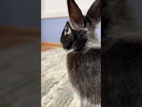 Видео: Чеша кроша #ребенок #кролик