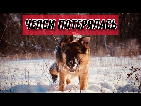 Видео: ПОТЕРЯЛАСЬ НЕМЕЦКАЯ ОВЧАРКА