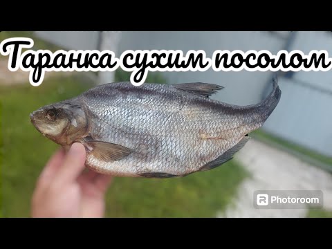 Видео: Таранка сухим посолом