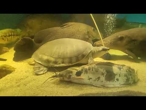 Видео: Акванариум город Рязань февраль 2025г