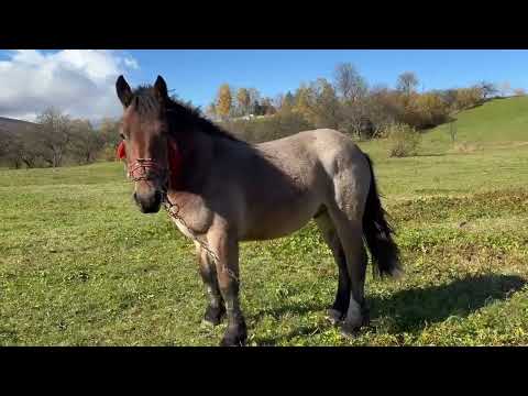 Видео: Жеребець Алмаз син Першерона Гермеса та 2 кобили.