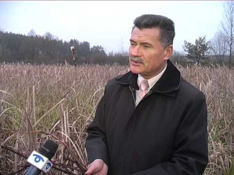 Видео: Лекарственные растения. Сабельник болотный