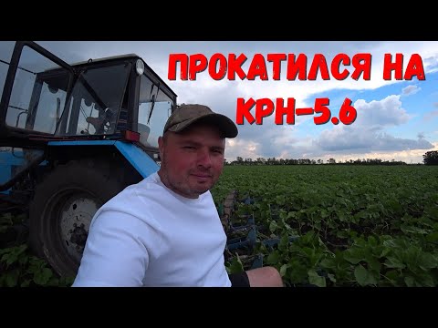 Видео: Междурядная культивация Подсолнечника Nuseed(Импакт)2021/ Мтз 82.1 с КРН-5.6/Работаем в Три Долота.