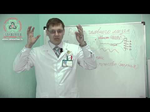 Видео: Здравица. Ритмы головного мозга.