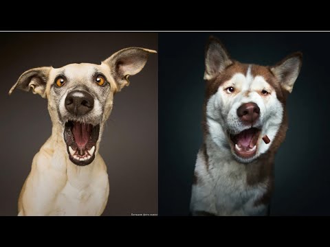 Видео: 🐶 30 минут смешных моментов с собаками, снятых на камеру! 😂 Подборка смешных собак