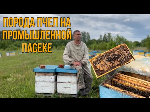 Видео: Опыт содержания породистых пчел на пасеке