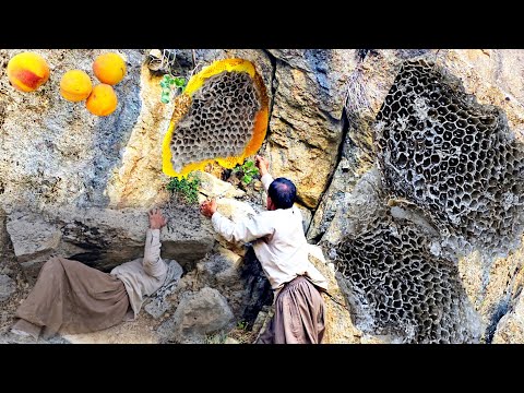 Видео: Приключения в кочевой жизни, охота за редким медом со скал