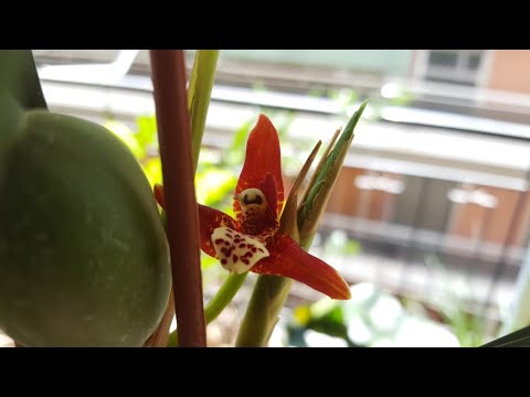 Видео: Максиллярия(Maxillariella tenuifolia) расцвела🙃