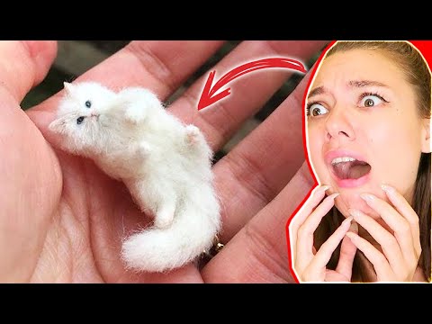 Видео: ПРОШУ НЕ СМОТРИ ВИДЕО ПРО КОТИКОВ в 3 ЧАСА НОЧИ! ИНАЧЕ БУДЕШЬ СМЕЯТЬСЯ! СМЕШНЫЕ КОТЫ из ТИК ТОКА