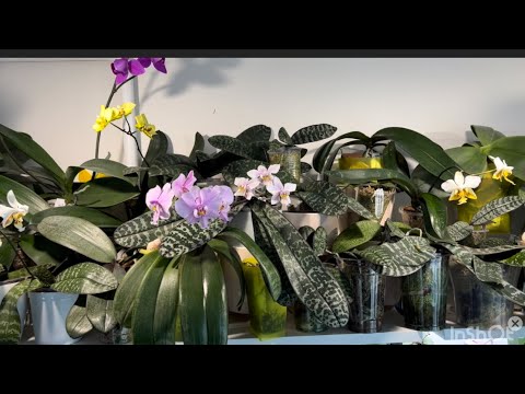 Видео: Моя молодая коллекция красиво лиственных фаленопсисов🪴#Phal. stuartiana , schilleriana …