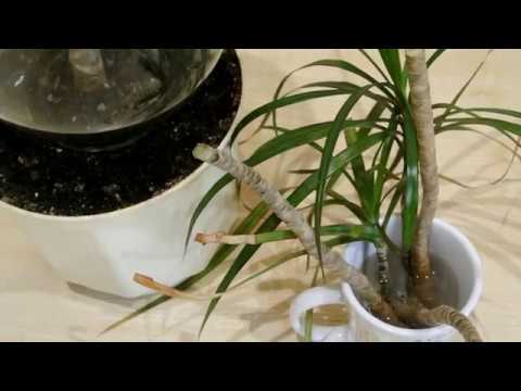 Видео: Драцена Размножение драцены Черенкование драцены Dracaena
