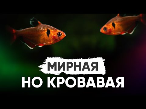 Видео: Серпас, Минор. Содержание в аквариуме, разведение, кормление