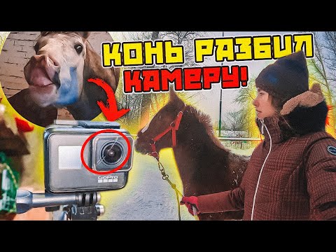 Видео: VLOG: Гуляем с жеребятами / КОНЬ РАЗБИЛ камеру...