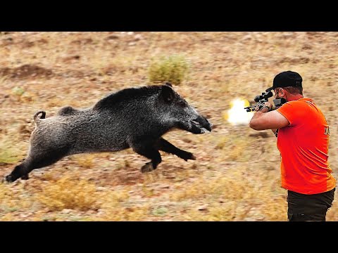 Видео: Кабан нападает на охотника! 💥😱 Опасная охота на кабана