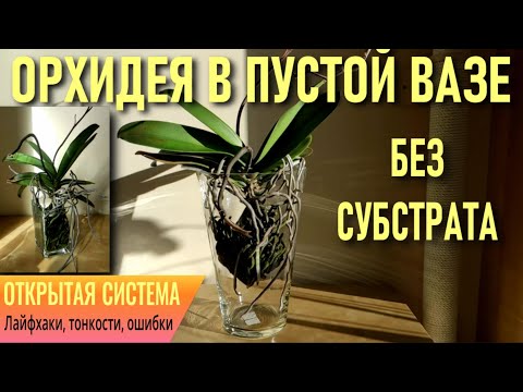 Видео: ОРХИДЕИ В ПУСТОЙ ВАЗЕ - ЛАЙФХАКИ, ТОНКОСТИ И ОШИБКИ СОДЕРЖАНИЯ, ПЕРЕВОДА И ЩАДЯЩЕЙ АДАПТАЦИИ В ОС!