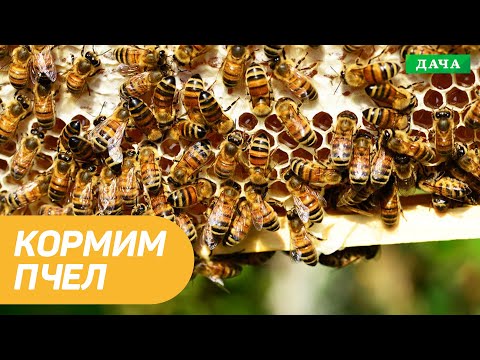 Видео: Как и чем Кормить Пчёл? Рецепт Подкормки для Пчёл. Моя Пасека.