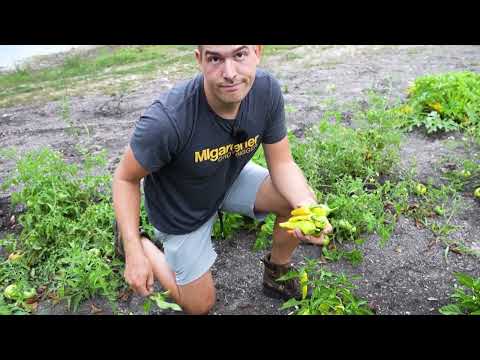 Видео: Мы собрали 75 фунтов настоящей еды из нашего сада для столовой