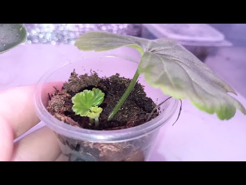 Видео: Укореняем лист Герани и получаем новое растение, мои результаты спустя 17 дней после укоренения