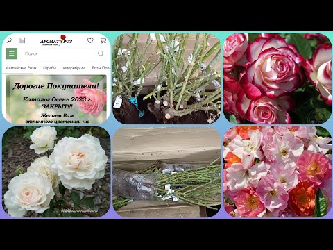 Видео: Обзор посылки с розами из питомника "Аромат Роз"! 🌹🌹🌹Можно помечтать!🌹#уральскиерозы #обзорпосылок