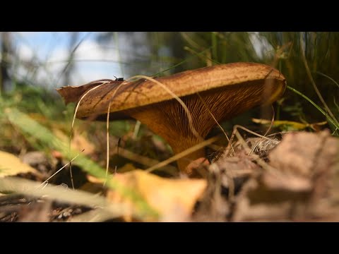 Видео: Знакомство с грибами Коровник Свинушка тонкая