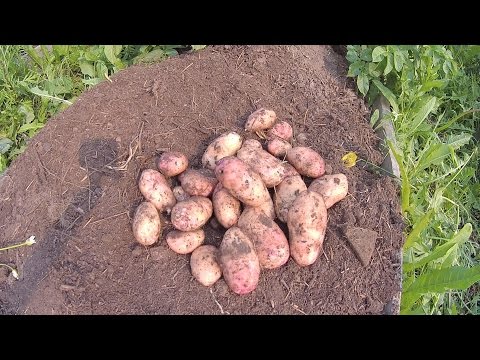 Видео: Растим ранний картофель на севере