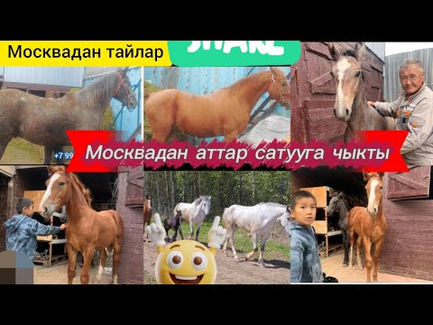 Видео: Мына сага тандо кайсыл бири жакты