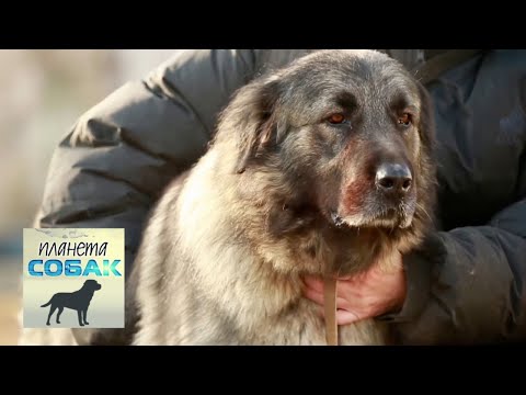 Видео: Шарпланинская овчарка. Планета собак 🌏 Моя Планета