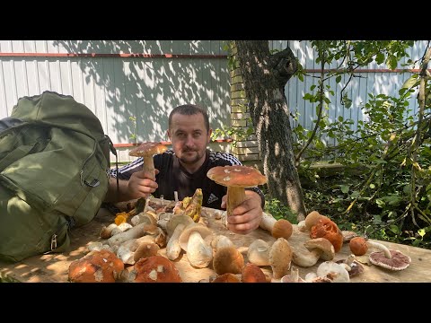 Видео: Добре що рюкзак 🎒 сьогодні був зі мною..а то дівай їх де хочеш…білі великі гриби