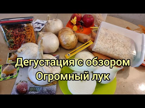 Видео: ДЕГУСТАЦИЯ ОГРОМНОГО ЛУКА. КАК ХРАНИТСЯ КРУПНЫЙ ЛУК. ВСЕ НЮАНСЫ ПОДРОБНО. СУШКА ЛУКА.