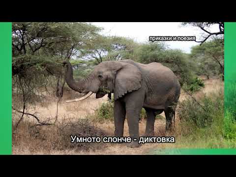 Видео: Умното слонче  - диктовка