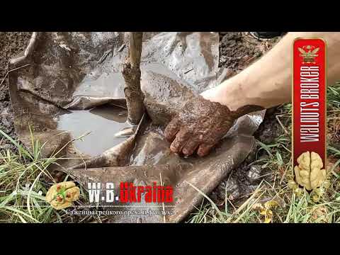 Видео: Как посадить саженцы грецкого ореха Кочерженко, Иван Багряный, Идеал #ГрецкийОрехПосадка