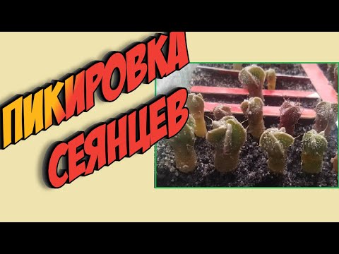 Видео: Пикировка сеянцев кактуса. Как пикировать кактусы. Уход за кактусом