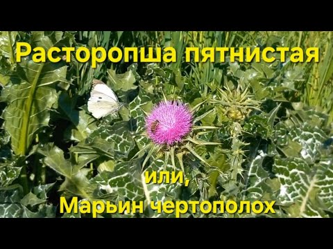 Видео: Расторопша пятнистая / Sílybum mariánum / Лютики-цветочки