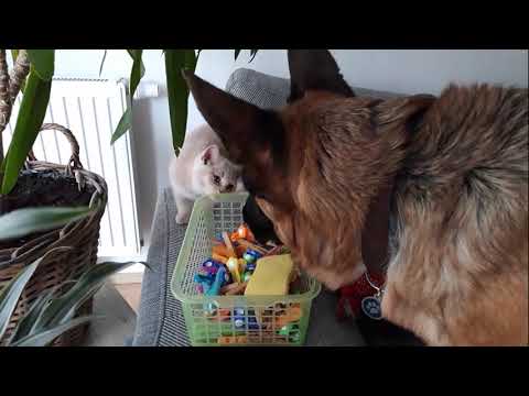 Видео: Как подружить собаку с кошкой