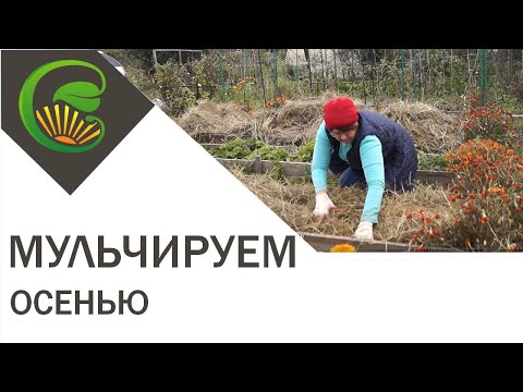 Видео: Осеннее мульчирование