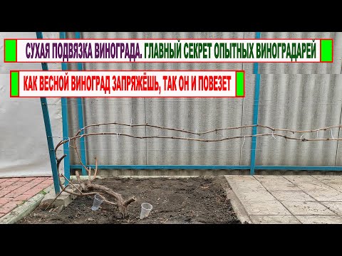 Видео: 🍇 СУХАЯ ПОДВЯЗКА ВИНОГРАДА весной. Не сделаете это ГРАМОТНО, даже не думайте о хорошем урожае осенью