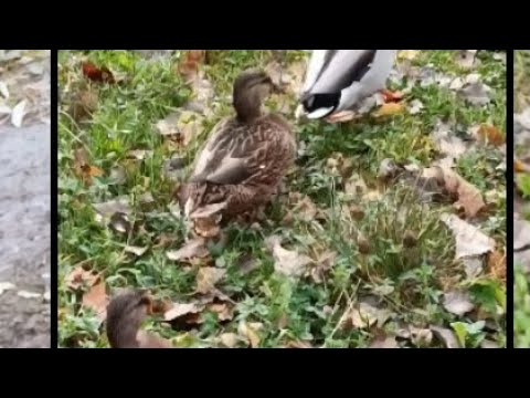 Видео: Гуляем Мои прогулки