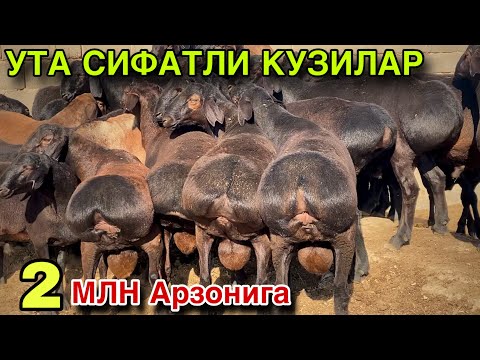 Видео: НАРХНИ УТА АРЗОН КИЛИБ БЕРАМАН! Кашкадарё ГУЗОР Кузилари! 