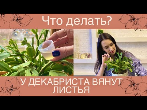 Видео: ✅У ДЕКАБРИСТА ВЯЛЫЕ МЯГКИЕ ЛИСТЬЯ/ЧТО ДЕЛАТЬ?/ОСНОВНЫЕ ПРИЧИНЫ#декабрист#шлюмбергера