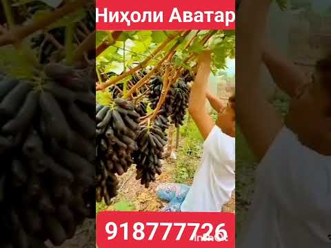 Видео: Кишмиши Америкои Аватар ниҳол ва қаламча ш.Душанбе ватсап +992918777726