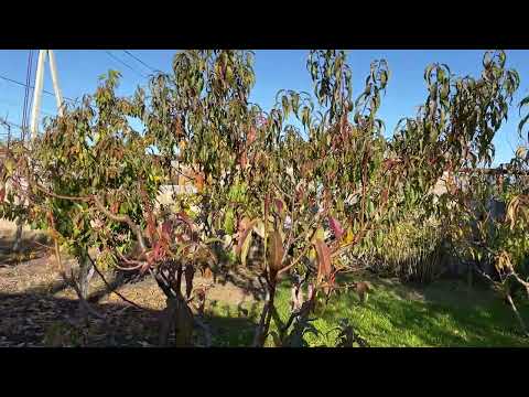 Видео: Осень водворе ..#отдых #счастье #красота #сад#золото #огород #наслаждение 