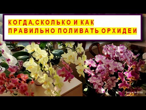 Видео: ПОЛИВАТЬ ОРХИДЕИ ПРАВИЛЬНО КАК, КОГДА и СКОЛЬКО? КАК НАУЧИТЬСЯ ПОЛИВАТЬ ОРХИДЕИ? ПОЛИВ ОРХИДЕЙ.