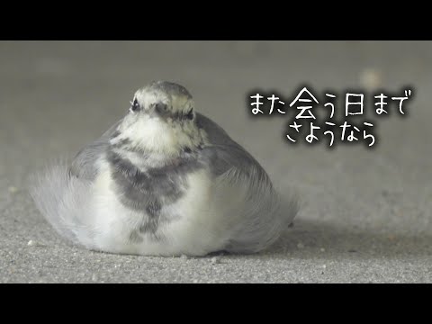 Видео: Осенние трясогузки — возвращение сезона прощаний