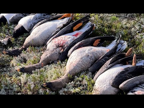 Видео: Охота на гуся/Залом гусь попер/Карелия закрытие сезона
