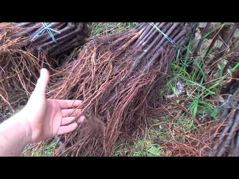 Видео: Дневник виноградаря 1